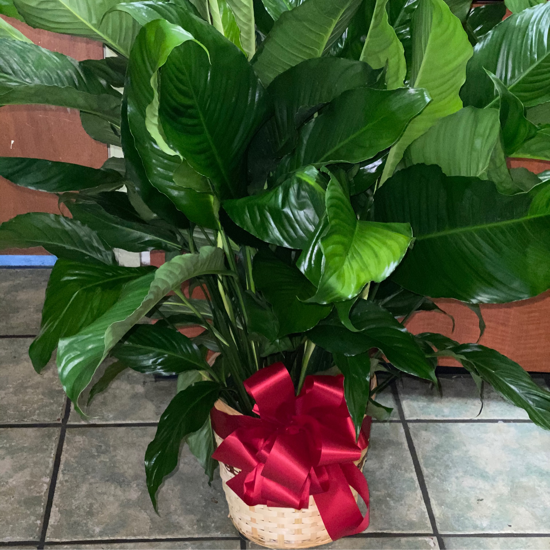 Plants